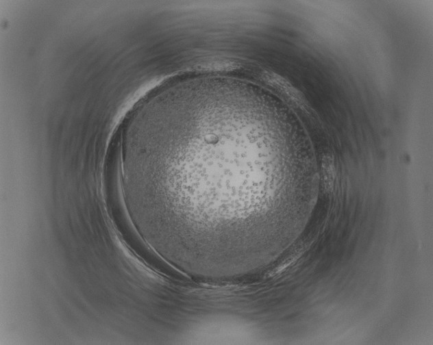 X0000076090726200610061640