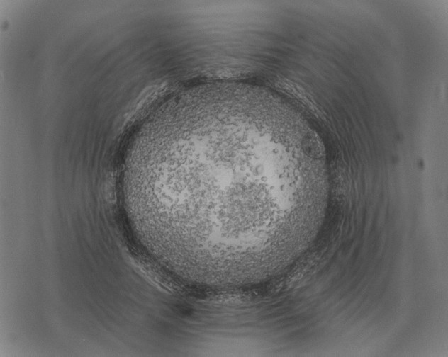 X0000076090738200610061640