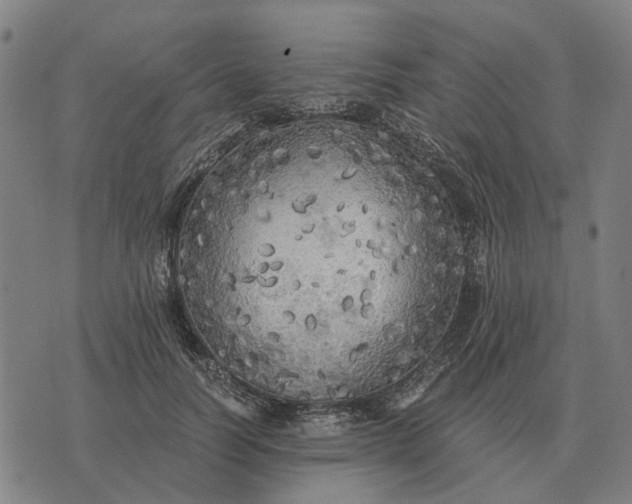 X0000076090746200610061641