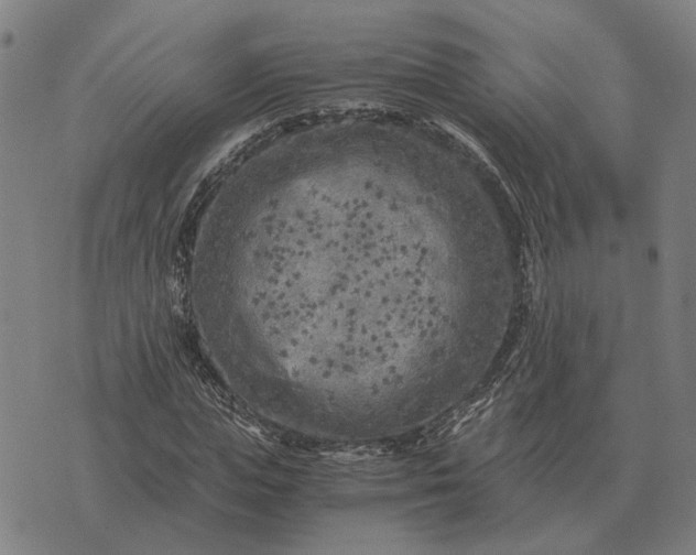 X0000076090823200610061639