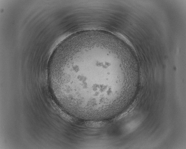 X0000076090831200610061639