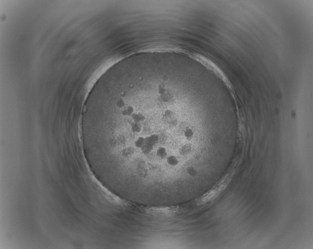 X0000076090855200610061639