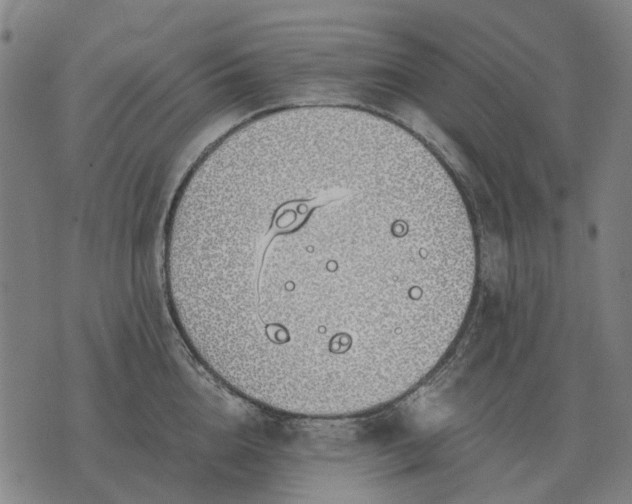 X0000076090856200610061639