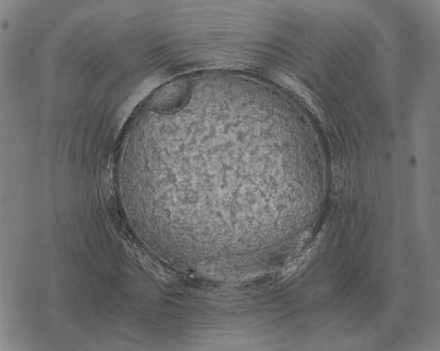 X0000076090875200610061638