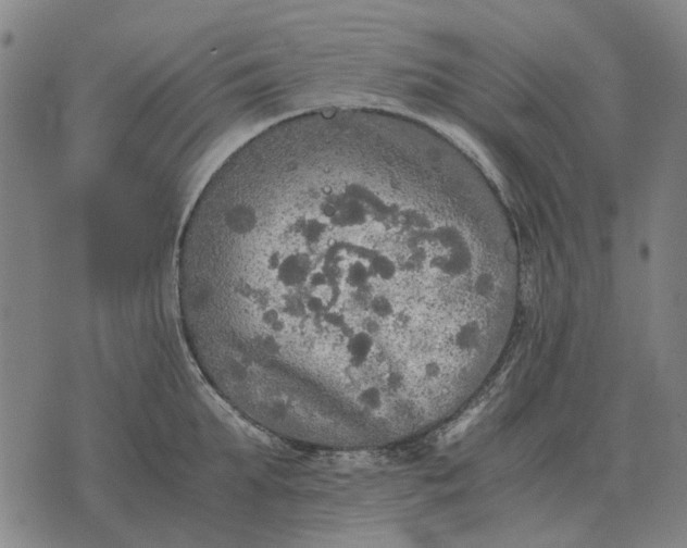 X0000076090903200610061638