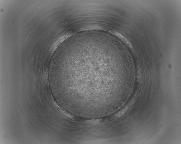 X0000076090937200610061637