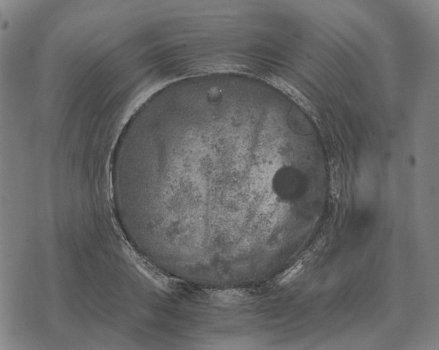 X0000076091031200610061636