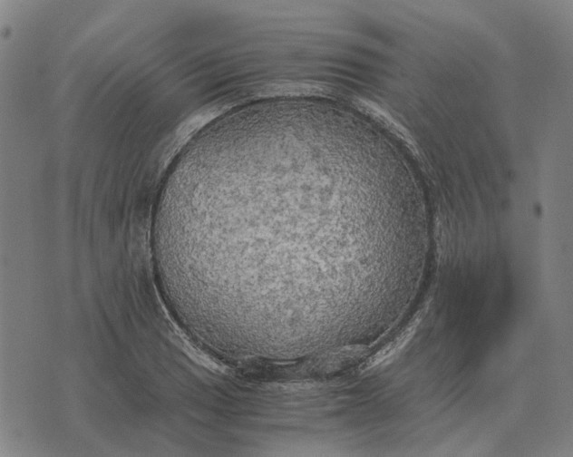 X0000076091033200610061636