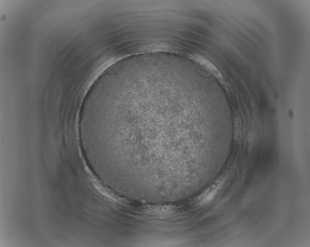 X0000076091039200610061636