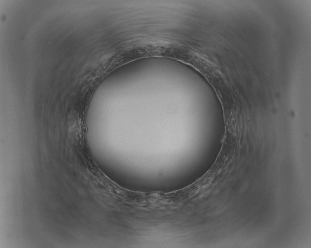 X0000076091061200610061635