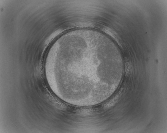 X0000076091074200610061635