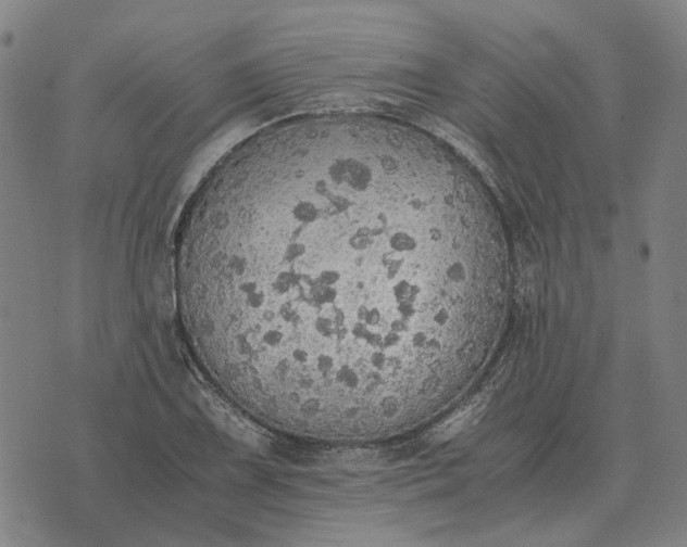 X0000076091075200610061635