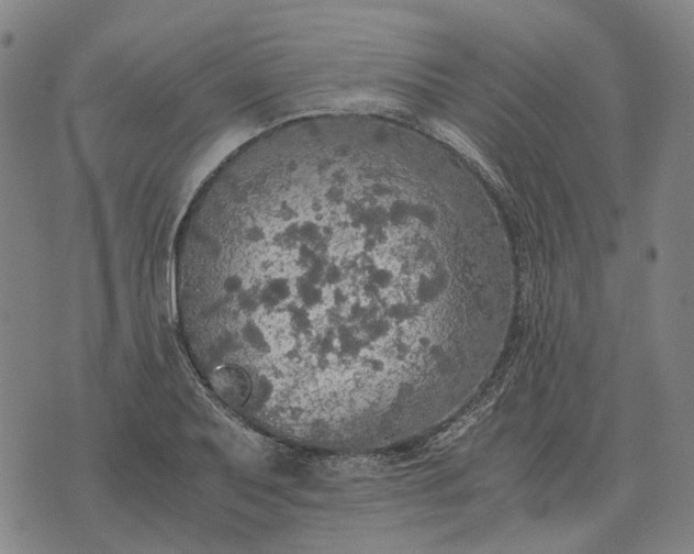 X0000076091079200610061635