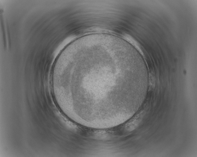 X0000076091098200610061635