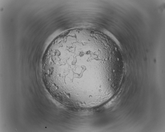 X0000076091099200610061635