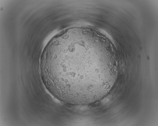 X0000076091103200610061635