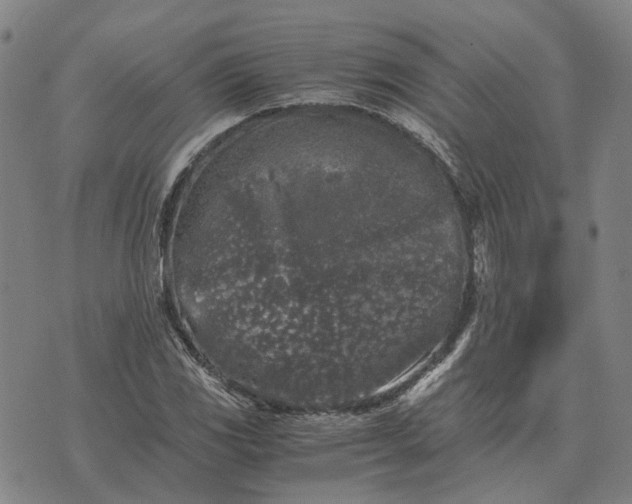 X0000076091117200610061634