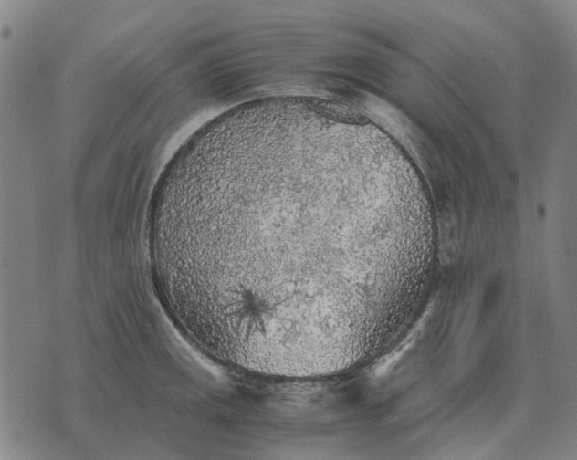 X0000076091141200610061634