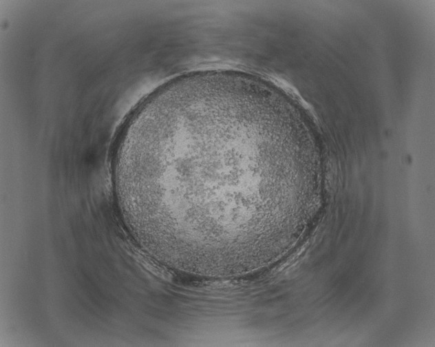 X0000076091167200610061634