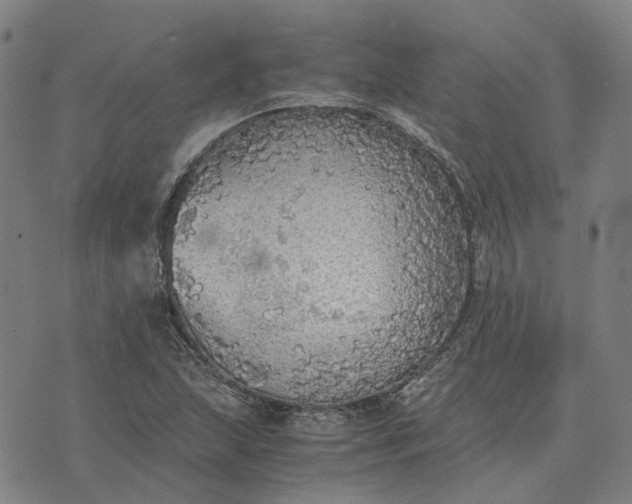 X0000076091215200610061633