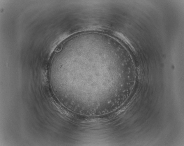 X0000076091260200610061632