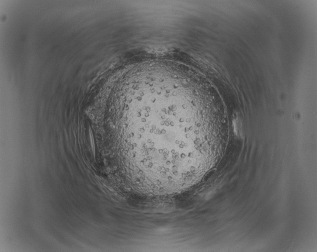 X0000076091347200610061631