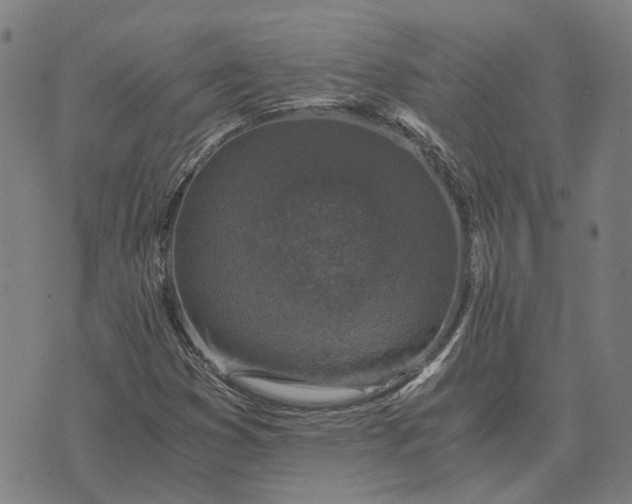 X0000076091353200610061631