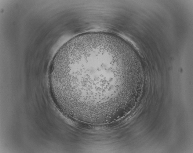 X0000076091375200610061630