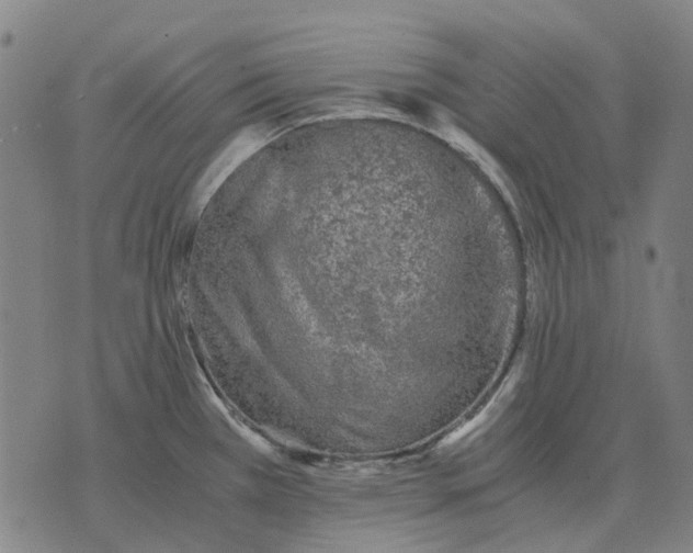 X0000076091385200610061630