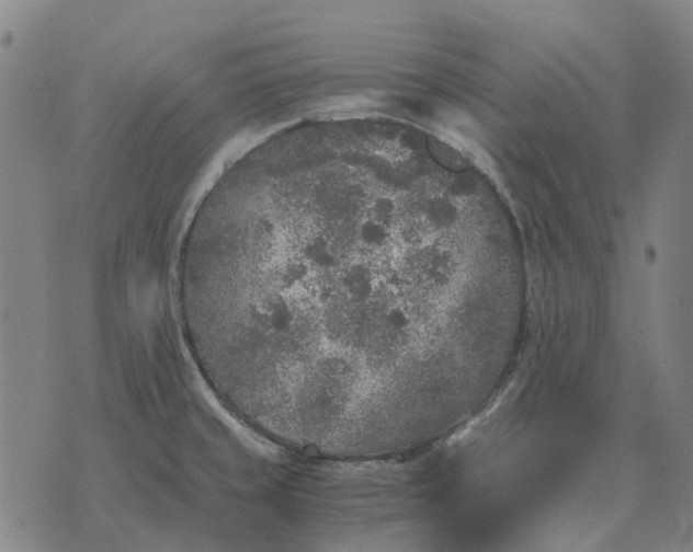 X0000076091429200610061630