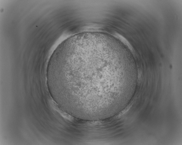 X0000076091435200610061630