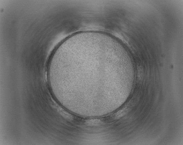 X0000076091462200610061629