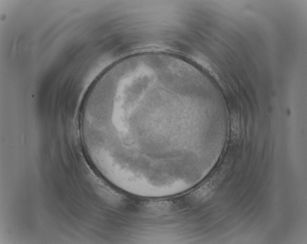 X0000076091466200610061629