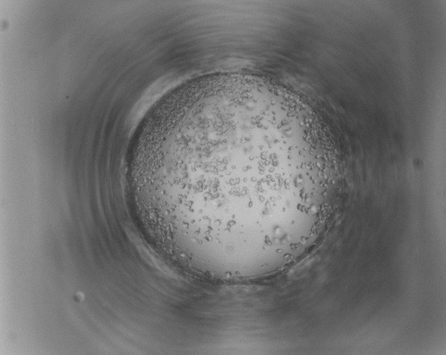 X0000076090242200610152325