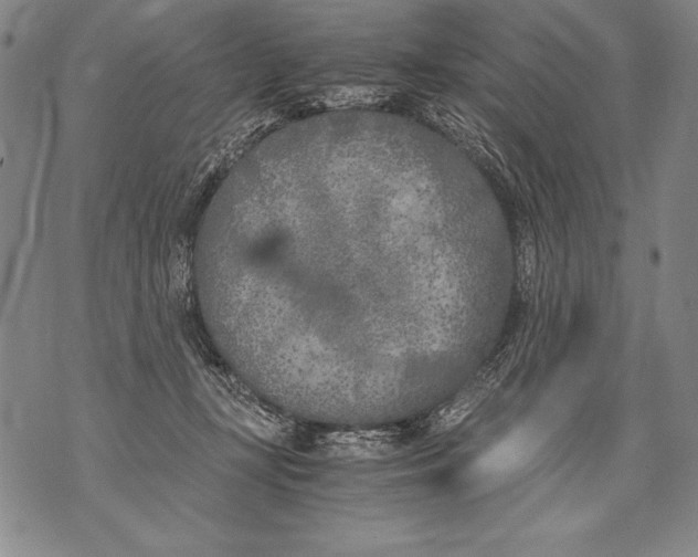 X0000076090367200610152324