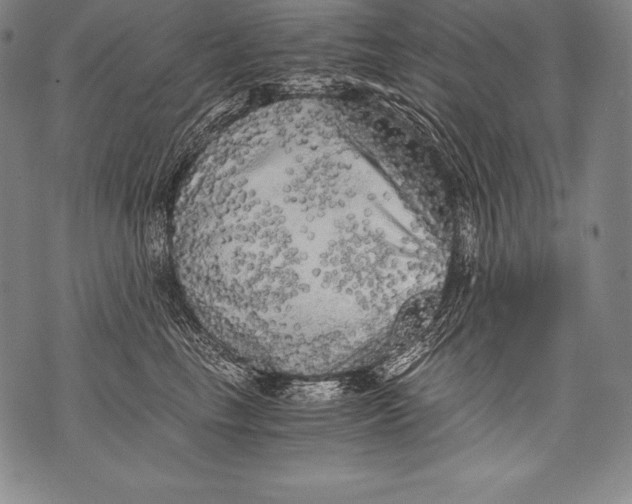 X0000076090665200610152320