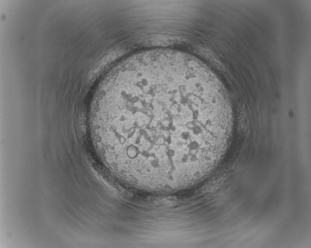 X0000076090683200610152319