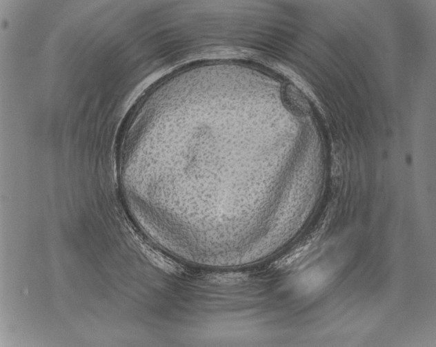 X0000076090837200610152316