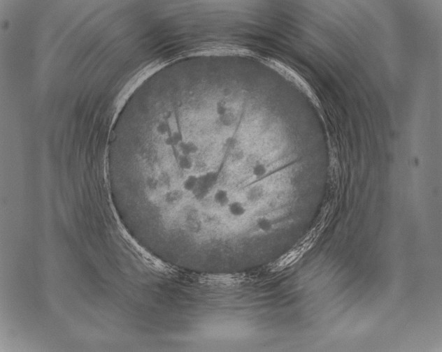 X0000076090855200610152317