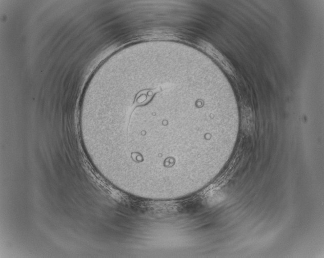 X0000076090856200610152317