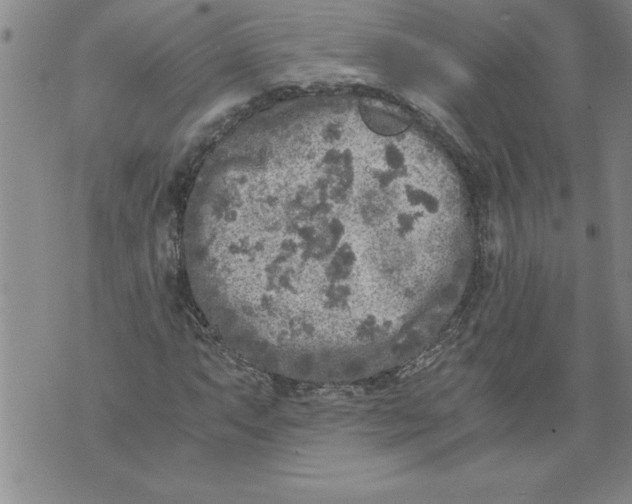 X0000076091063200610152313