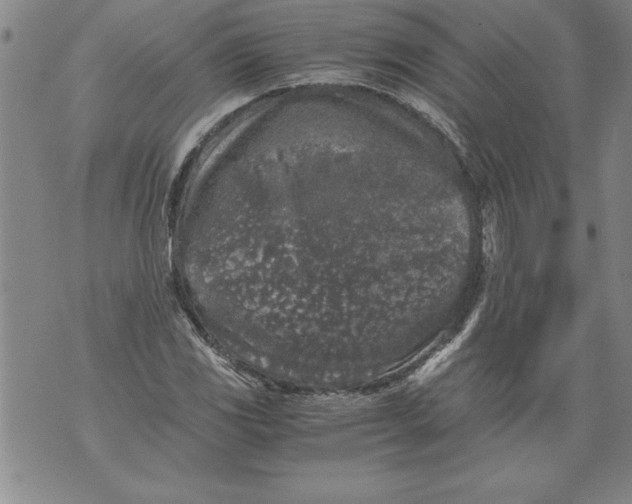 X0000076091117200610152311