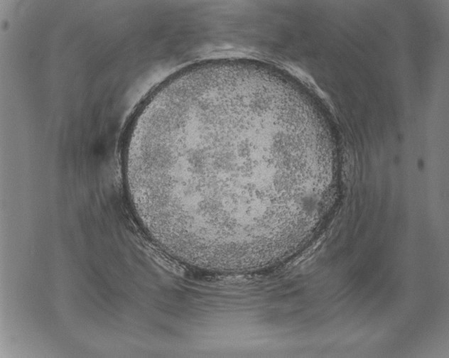 X0000076091167200610152311