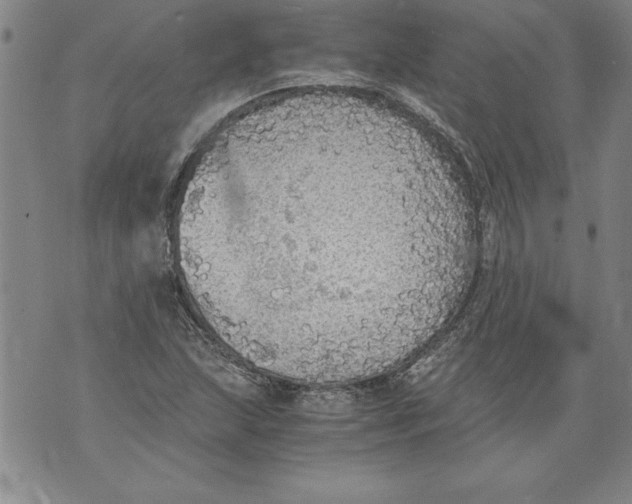 X0000076091215200610152310