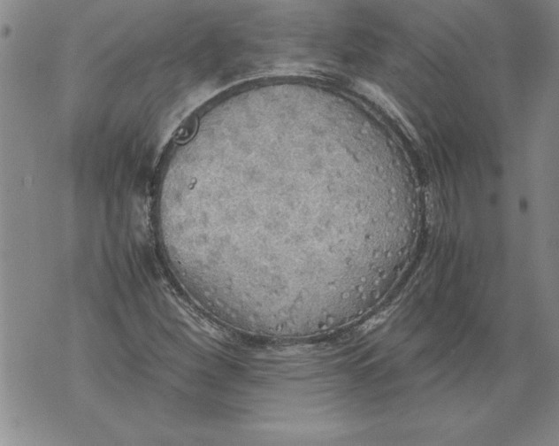 X0000076091260200610152309