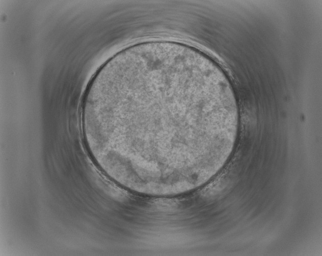 X0000076091514200610152305