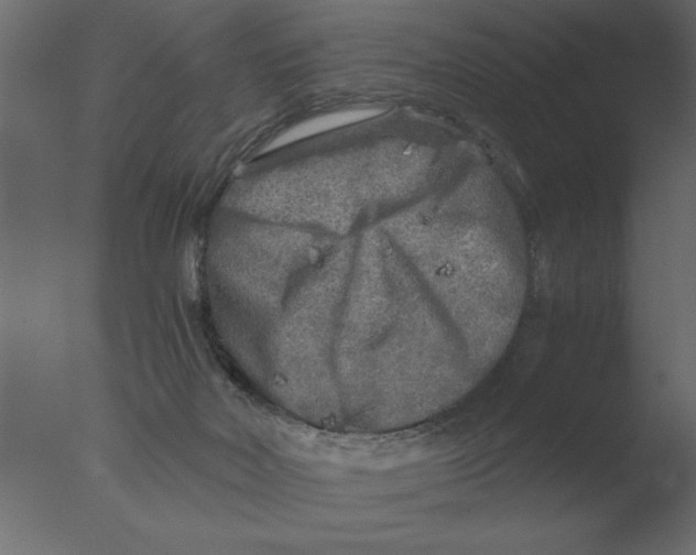 X0000076090026200610202120