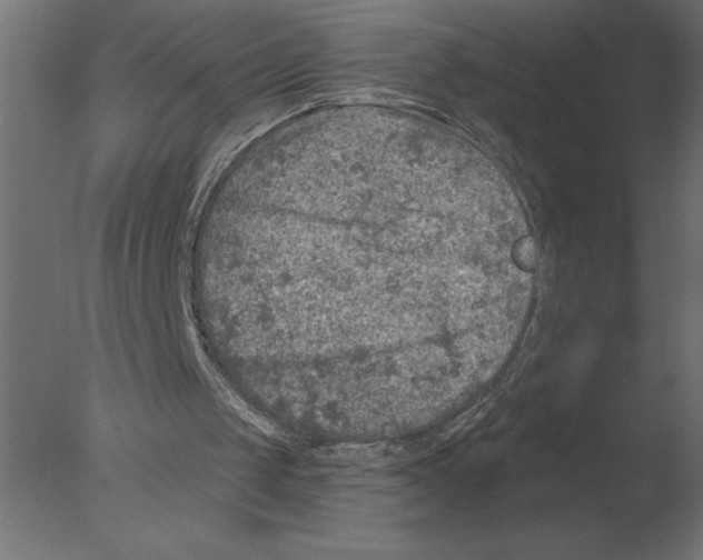 X0000076090049200610202119