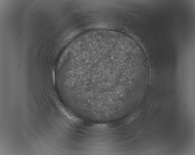 X0000076090061200610202120