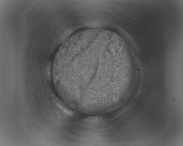 X0000076090065200610202120